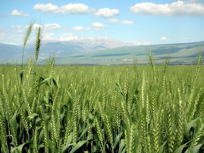 大片的稻田